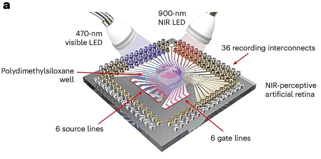 Искусственная сетчатка: шаг к инфракрасному зрению и лечению слепоты
