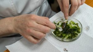 Водоросли как индикаторы: новый метод позволит выявлять разливы нефтепродуктов в Черном море