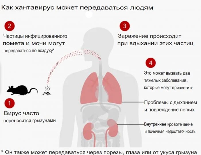 ВОЗ успокаивает пассажиров и власти: вспышка хантавируса на круизном судне не похожа на COVID-19