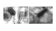 Бактерию-экстремала Acidithiobacillus sibiricus нашли в Талнахском медно-никелевом месторождении
