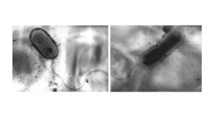 Бактерию-экстремала Acidithiobacillus sibiricus нашли в Талнахском медно-никелевом месторождении