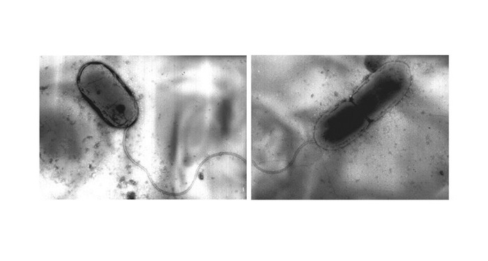 Бактерию-экстремала Acidithiobacillus sibiricus нашли в Талнахском медно-никелевом месторождении