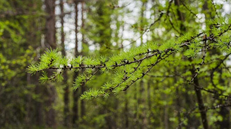 Лиственница вымрет: сибирская тайга стоит на пороге невиданной генетической катастрофы