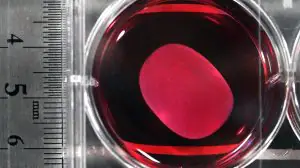 В Японии разрешили применять стволовые клетки для лечения заболеваний сердца и мозга