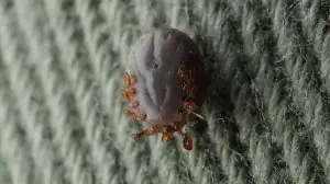 Живучий клещ: опасные членистоногие могут выживать в доме до трех недель