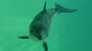 Морские свиньи умеют «убавлять громкость» шума от кораблей