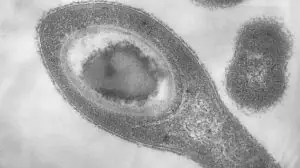 Выживающие без света и кислорода бактерии найдены в подземных водах Сибири