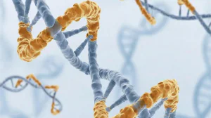 Петли ДНК формируются одиночными молекулярными моторами: новая теория из Сколтеха