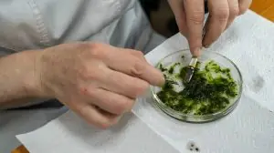 Водоросли как индикаторы: новый метод позволит выявлять разливы нефтепродуктов в Черном море